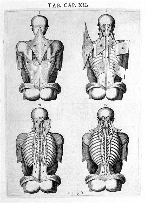 Subluxation Theory A Belief System That Continues To Define The