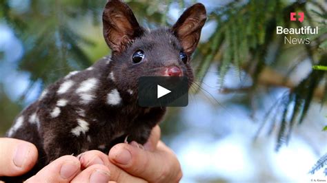How The Return Of The Eastern Quoll Is Restoring Balance To Australia