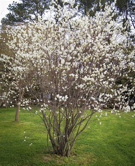 Serviceberry Can Be A Multi Stemmed Small Tree Or A Tall Bush That