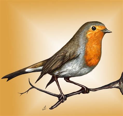 Robin Bird Drawing At Getdrawings Free Download