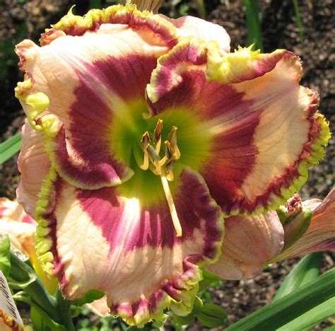 Daylily Hemerocallis Mystic Image In The Daylilies Database