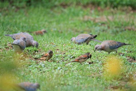 Birds Feeding In Garden Free Stock Photo Public Domain Pictures