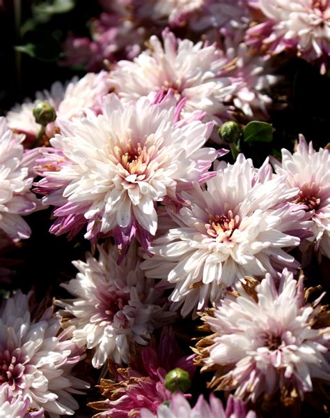 Pink Chrysanthemums Photos Public Domain