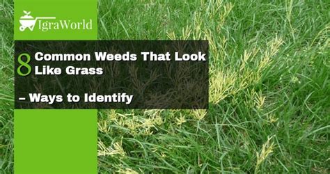 8 Weeds That Look Like Grass Ways To Identify