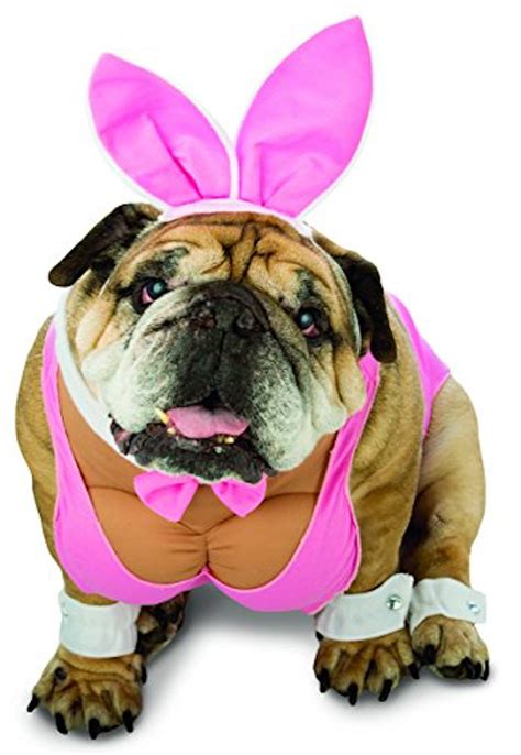 “sexy” Dog Halloween Costumes Are A Thing And Can You Please Not
