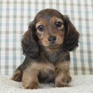We have been breeding top quality akc dachshund puppies since 1992. 6 Best Dachshund Breeders in New York! (2021) We Love Doodles