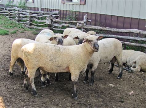 Shropshire Sheep The Livestock Conservancy
