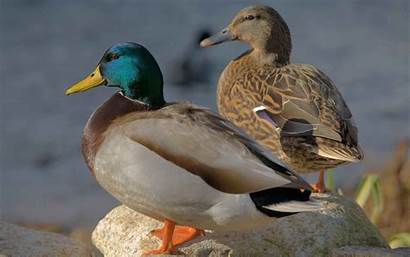Mallard Duck Animal Ducks Wallpapers Birds Widescreen
