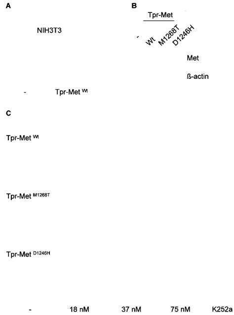 K A Reverts The Phenotype Of NIH T Cells Transformed By Tpr Met A Download Scientific