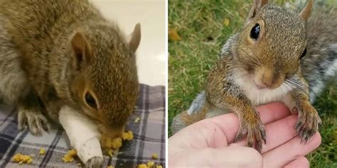This Abadoned Injured Squirrel Made A Miraculous Recovery Stuff Lovely