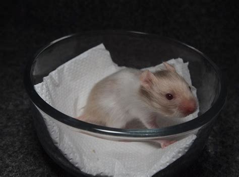Syrian Hamster Blonde Saten Band Baby 18days Old Hamster Syrian