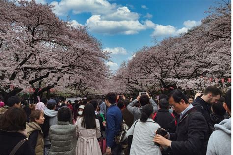 Cherry Blossom Tokyo S Famous Spots