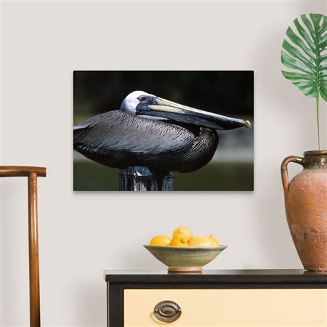 Home decor, furniture & kitchenware. Profile Of Brown Pelican On Post Canvas Wall Art Print ...