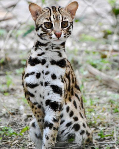 Leopard Cat Heavily Persecuted In China Advocating Animal Welfare