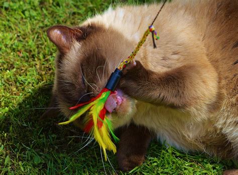 Free Picture Cat Playful Fur Cute Green Grass Animal