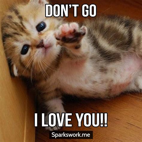 Dont Leave Me Meow Cute Animal Photos Funny Cat Pictures