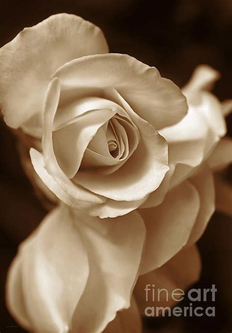 Sepia Rose Petals Art Print By Jennie Marie Schell White Rose Flower