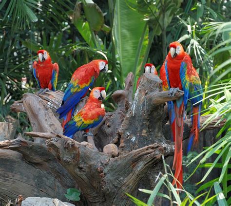 Parrot Facts Habits Habitat And Species Live Science