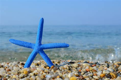 Blue Starfish Stock Photo Image Of Relaxation Seashell 45984802
