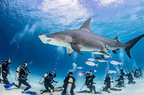 5 Best Place To Dive With Hammerhead Sharks DivingPicks