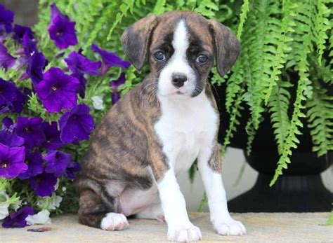 Boston terrier x cocker spaniel mix = boston spaniel. Boston Terrier Mix Puppies For Sale | Puppy Adoption ...