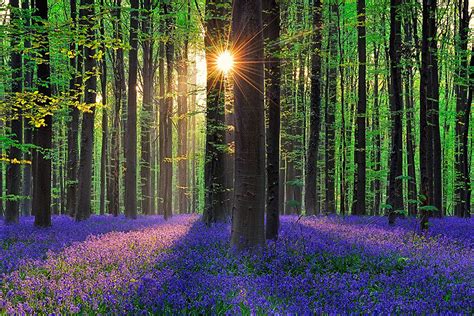 Every Spring This Forest In Belgium Becomes A Blue Wonderland Demilked