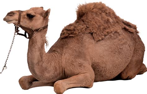 Camel Png Image Transparent Image Download Size 2106x1353px