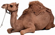 Camel PNG image, free camel png pictures