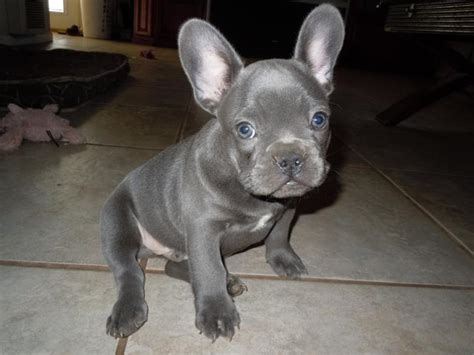 Akc Blue French Bulldog Puppies For Adoption For Sale In Los Angeles