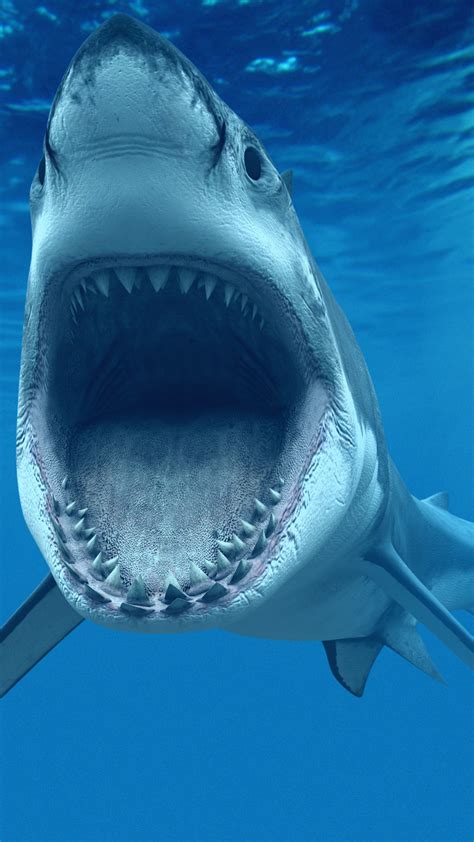 Fish sharks coral underwater wallpaper hd download for laptop mobile phone 3840×2400. Tiger Shark Wallpaper ·① WallpaperTag