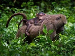 東非狒狒 - 國家地理雜誌中文網