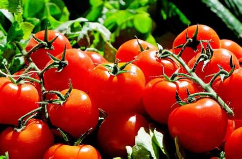 Gardening Tips Storing Tomato Harvest Correctly News Tomatoes