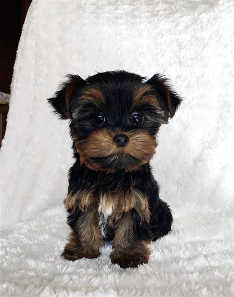 Hillsboro oregon pets and animals. Teacup Yorkie Puppy! Female | iHeartTeacups