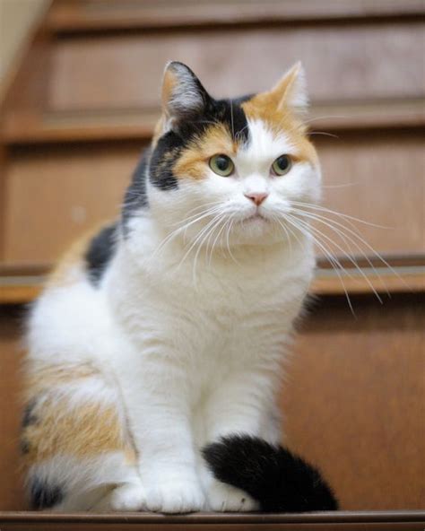 Cool Calico Cat Breeds The Tri Color And Gorgeous Binatang Lucu