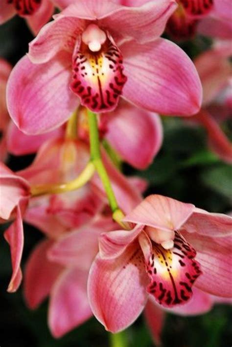 Pin By Mwalimu B On Orchids Beautiful Orchids Orchids Amazing Flowers