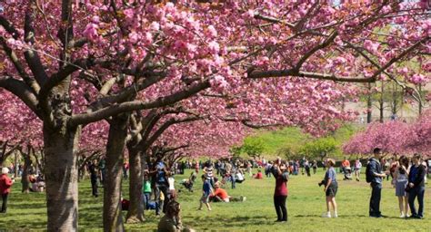 Cherry Blossom Trees Lined At Brooklyn Botanical Garden In New York