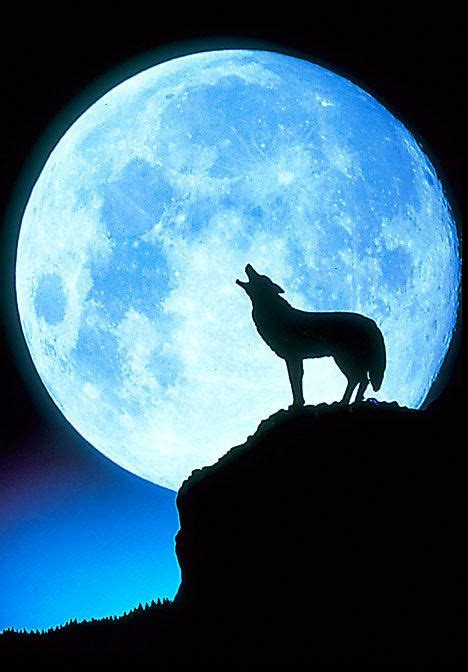 Wolf Howling At Full Moon Lobo Uivando Pra Lua Lobo E Lua Lua Cheia