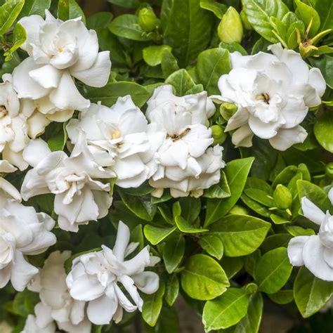 15 Most Fragrant Outdoor Flowers Best Smelling Plants For Garden