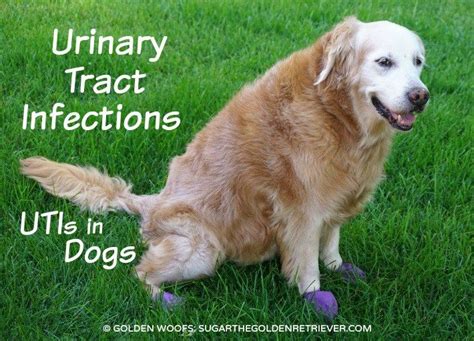 Urinary Tract Infections Utis In Dogs Golden Woofs Dog Uti