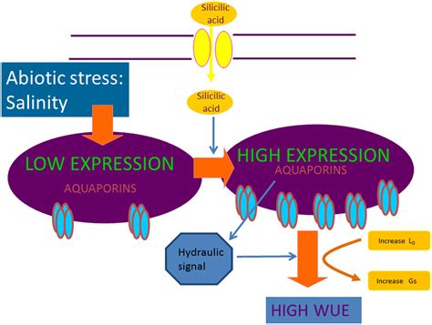 Frontiers Silicon Mediated Improvement In Plant Salinity Tolerance