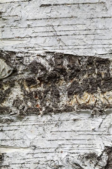 Birch Tree Bark Texture Close Up Stock Photo Image Of Empty Aged