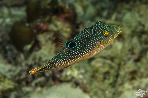 Blue Spotted Pufferfish Facts And Photographs Seaunseen