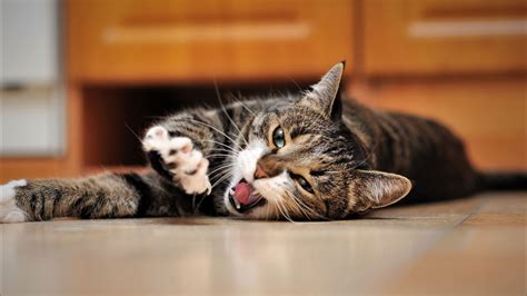 Wallpaper Animals Whiskers Yawning Kitten Cat Like Mammal Small