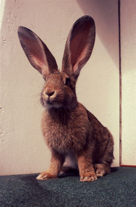 Pin By Jesslyn Piontkowski On The Rabbit House Giant Rabbit Flemish