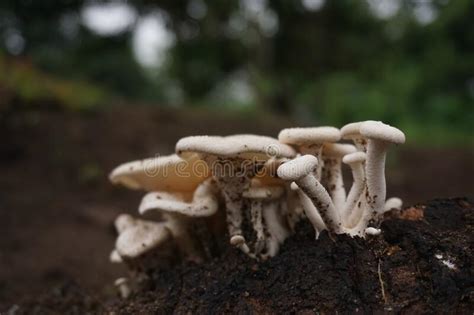 Wild Mushroom After Grow Rainy Day Stock Image Image Of Wood White
