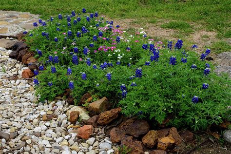 East Texas Wildflowers 0449 Photograph By Keith Johnson Fine Art America