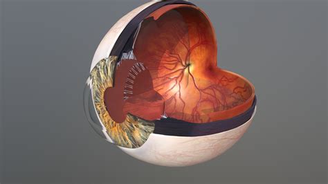 Human Eye Anatomy 3d Model By Humantouchillustration 1a23ab8