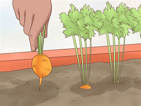 How To Grow Carrots In Pots With Pictures Wikihow