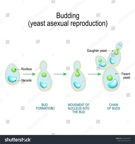 Budding Asexual Reproduction Yeast Cell Cross Stock Vector Royalty Free 1342243070
