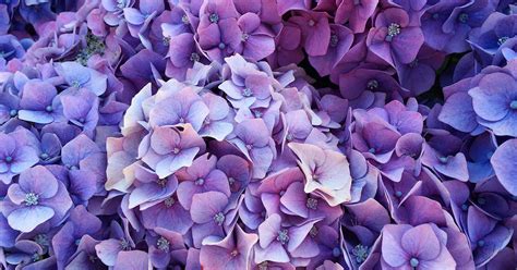 Beautiful Types Of Purple Flowers Care And Growing Tips